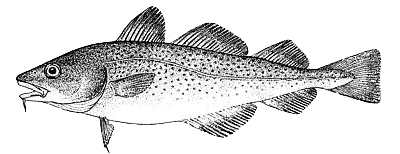 Atlantic Cod