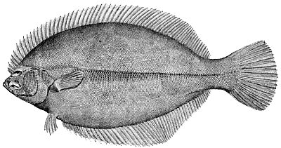 Winter Flounder